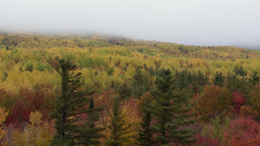 Fog rolls over multicolored trees