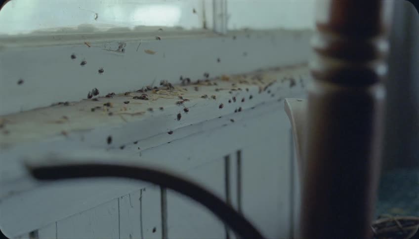 Numerous bugs crawling on and around a window sill in a closed area