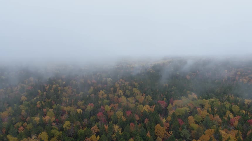 Multicolored trees covered with fog