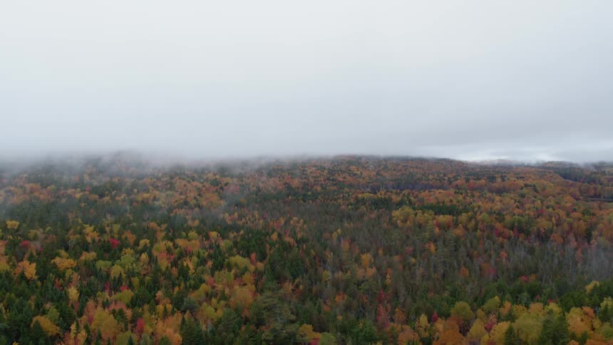 Multicolored trees covered with fog