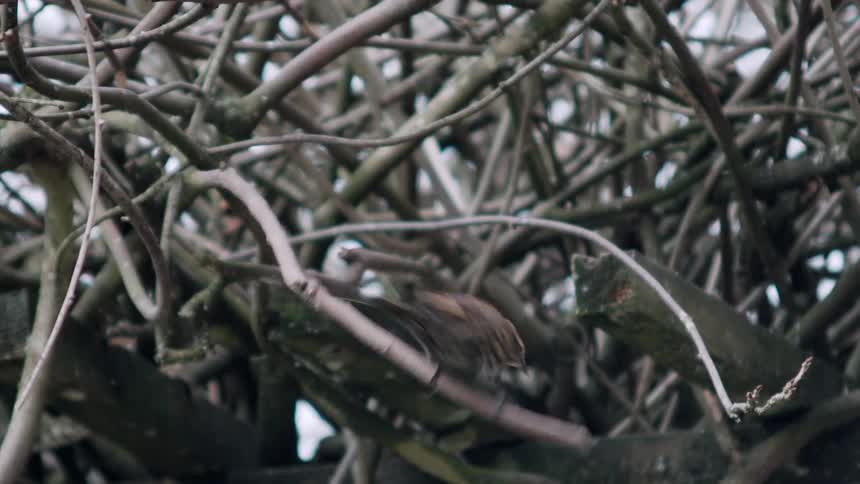 Brown bird sits and pecks on a tree branch