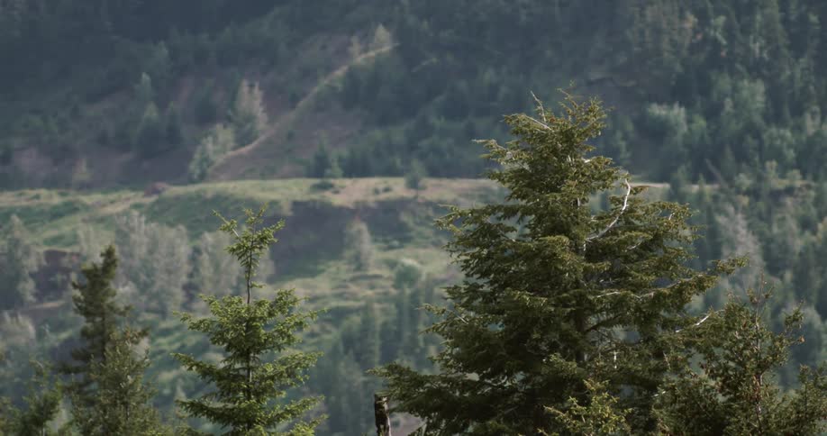 Green pine trees sway in the wind on mountains