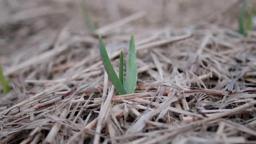 The ground is covered with straw and some green