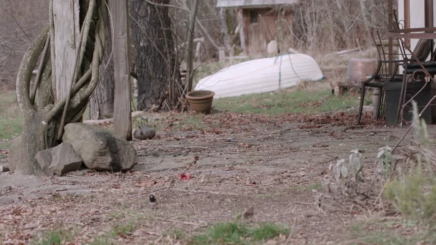 Birds hop around a backyard
