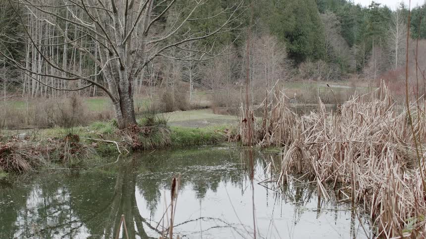 The water in a pond is rippling and reflecting its surroundings during the day