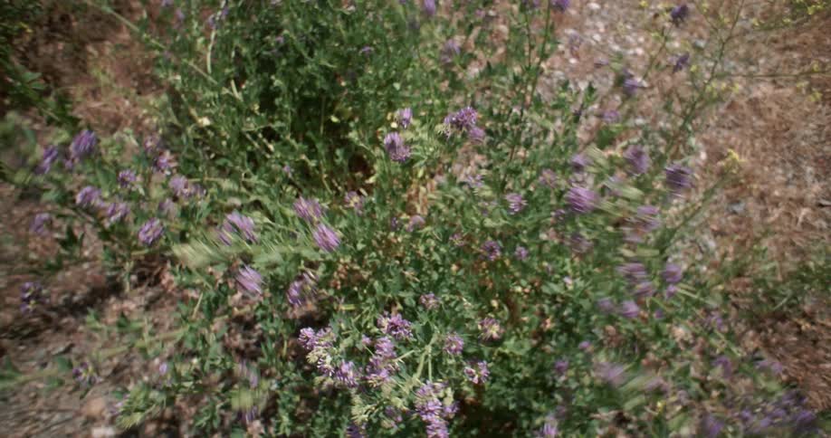 The wind is blowing the bush of flowers