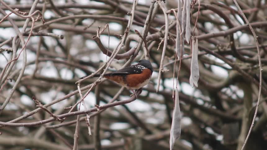 A bird is perching on a tree branch during the day