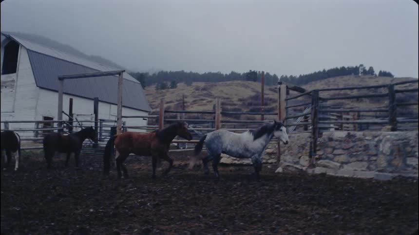 Horses run on a rural farm