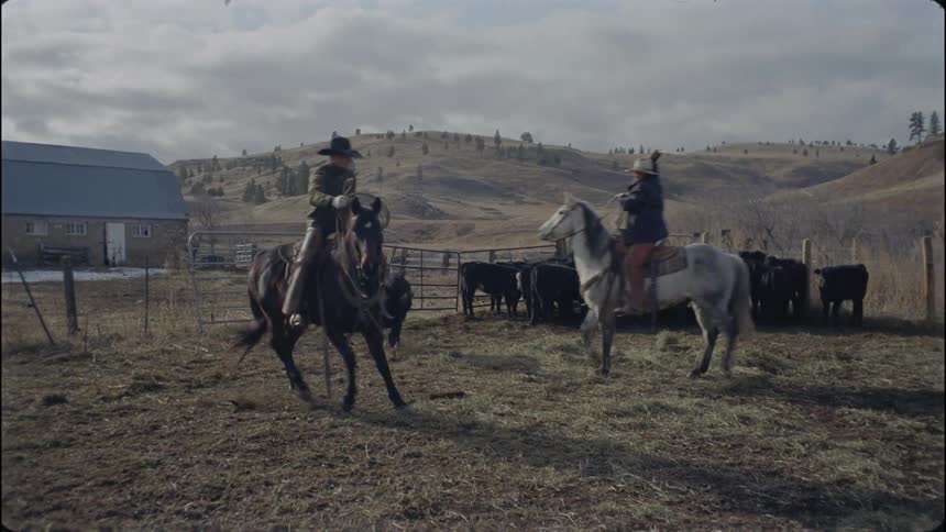 Men riding horses are roping a calf outside on a cloudy day