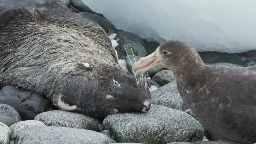 A bird is eating a animal corpse on the rocks