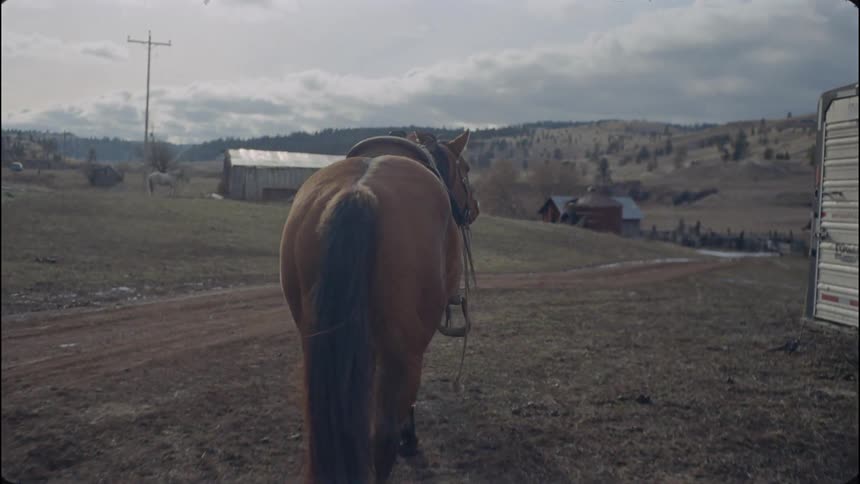 A cowboy leads a horse down the field