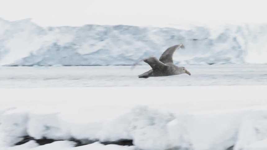 Bird flies low over snowy rocks near a lake