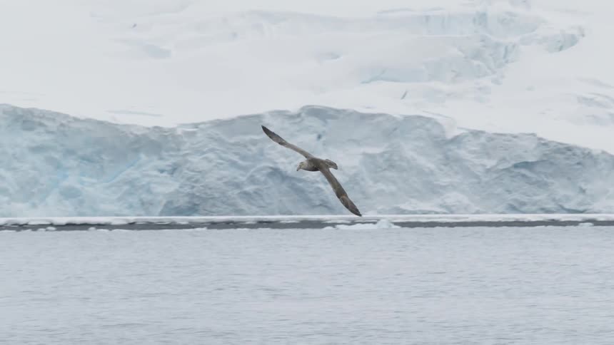 A bird flies over the water near the snow covered shore