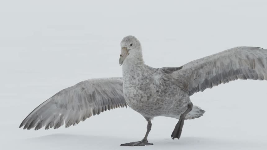 A large white bird walks with its wings stretched out