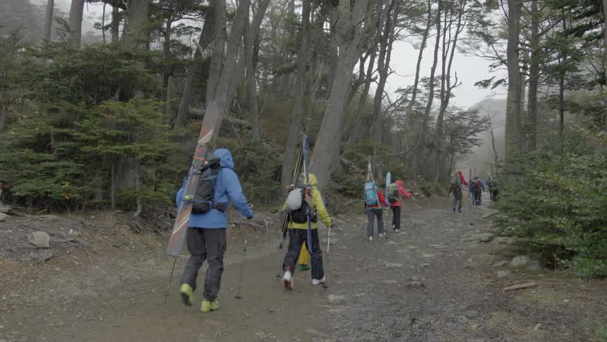 Skiers hike in a forest while it snows