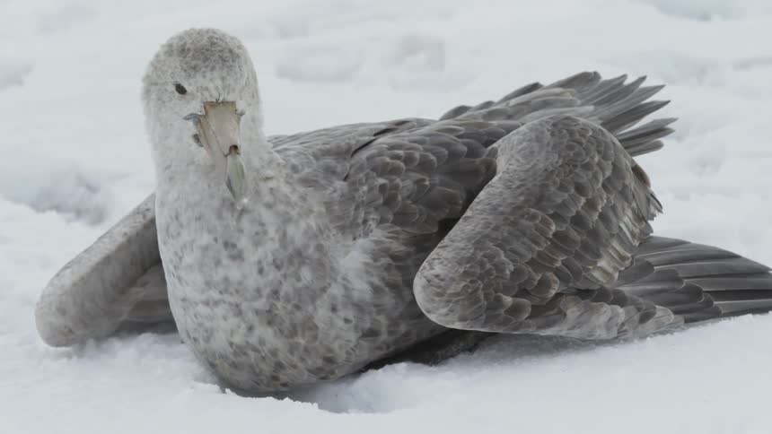 Bird with a large beak sits in the snow