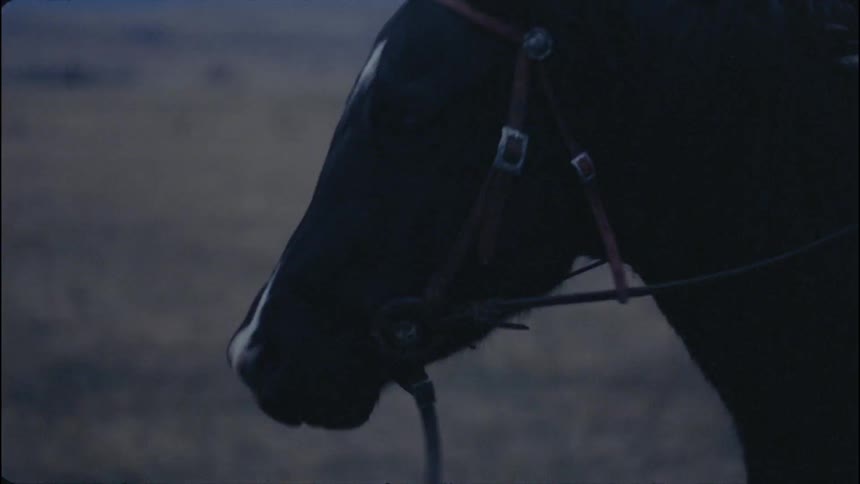 Horse gallops across grassy plains