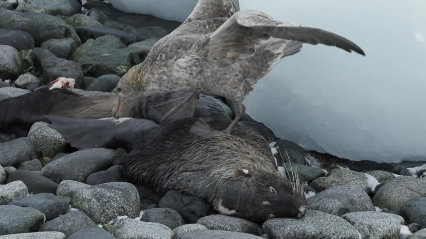 A bird eats an animal carcass on a rocky shore