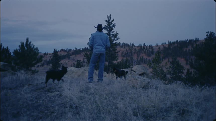 Man and two dogs look out over hilly land