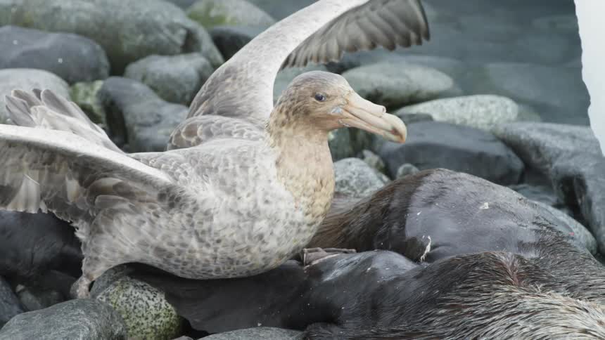 A bird eats the carcass of an animal