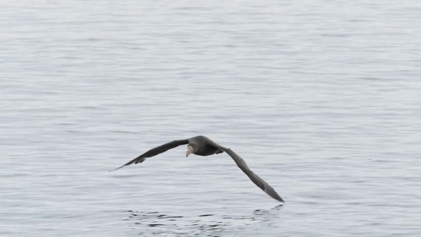 Bird flies low over an icy body of water