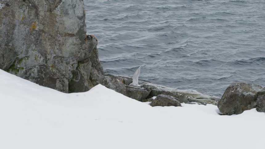 Seagull gently lands on a rock near the lake