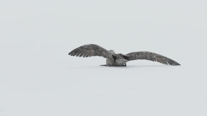 A bird standing on ice and snow lifts its head