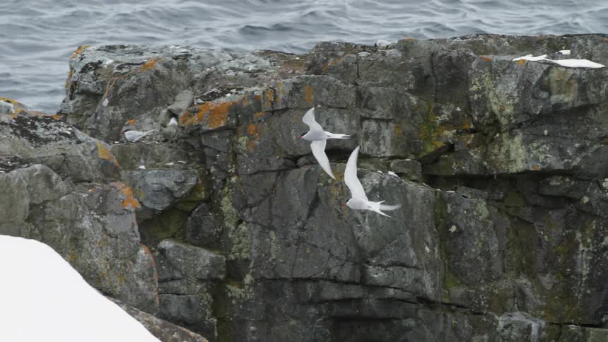 Birds fly on the coast