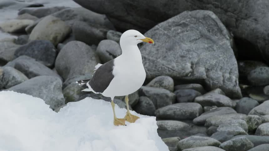Seagull looks around while standing on the snow