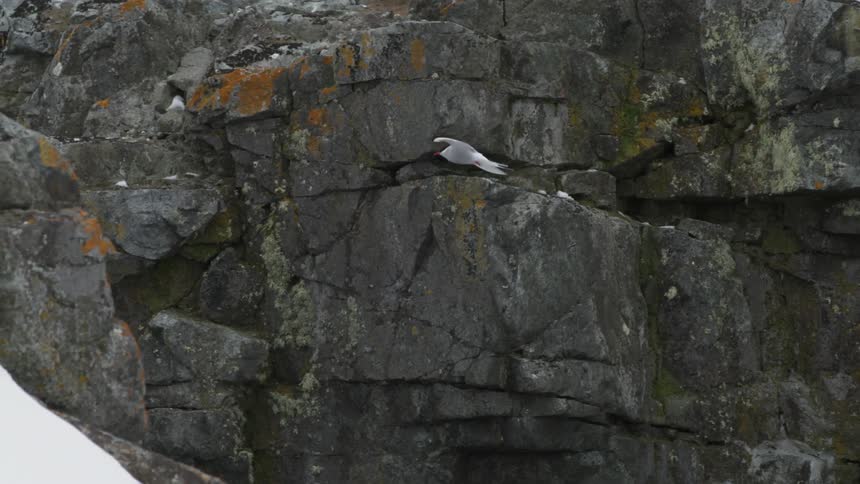 White bird soars by large rock formation near the water