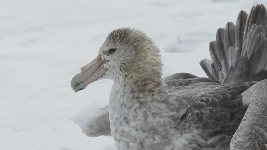 Several large beaked birds sit in the snow
