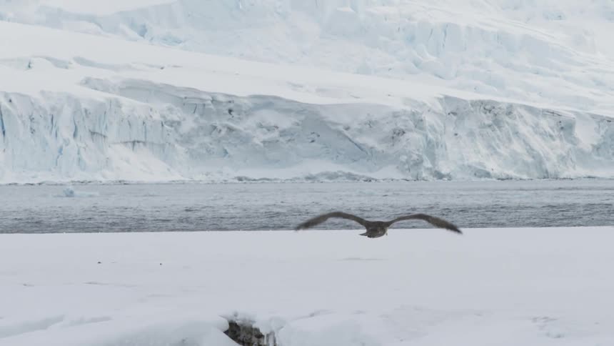Bird soars over snowy landscape near a glaciated bay