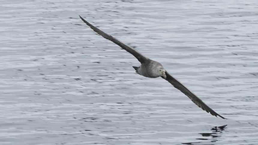 A bird flies over a body of water