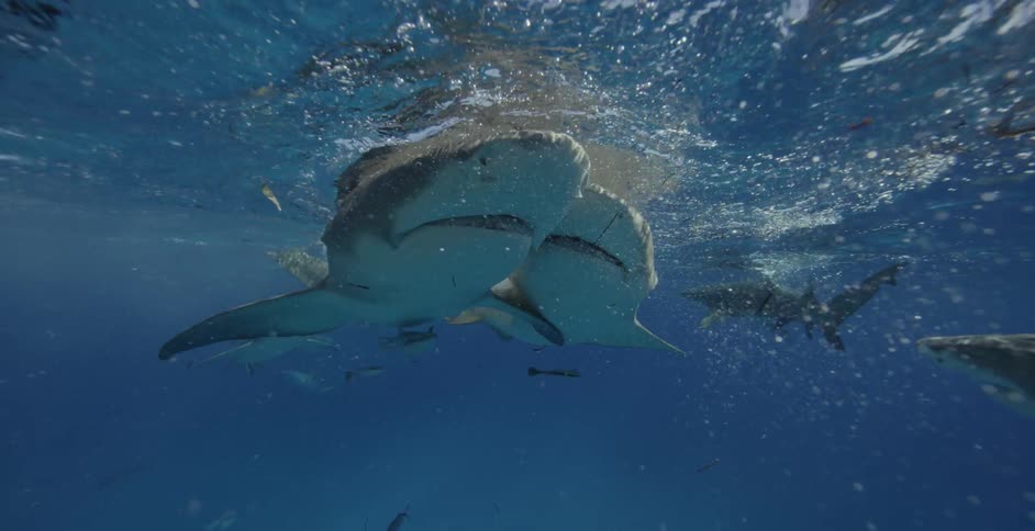 Sharks try to catch bait at the surface