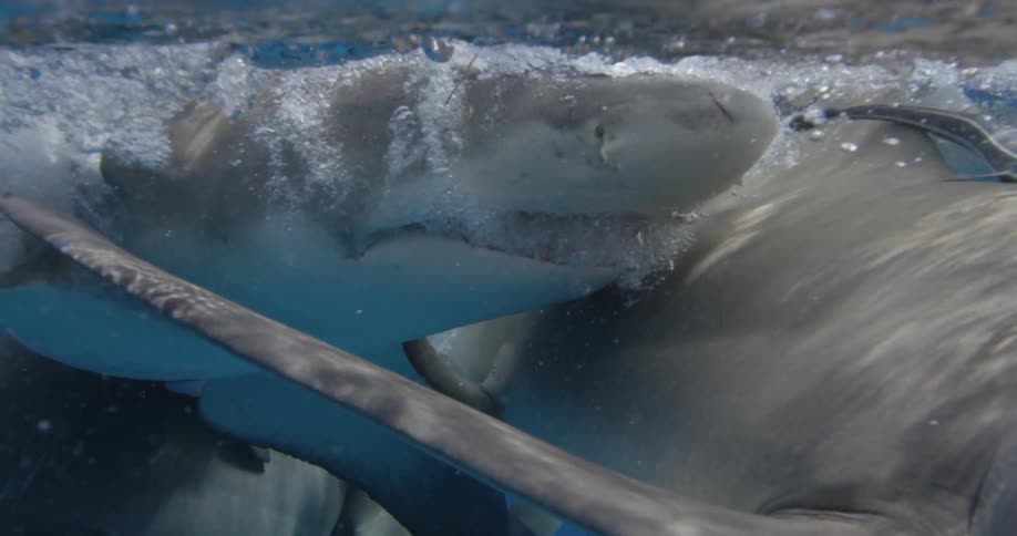 The large shark bites above the surface of the water