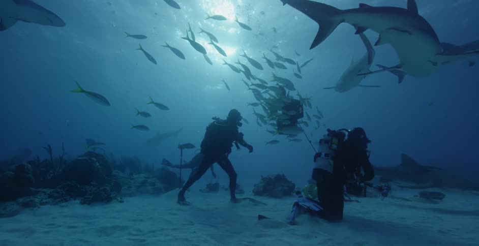 Divers swim with sharks and fish in the ocean