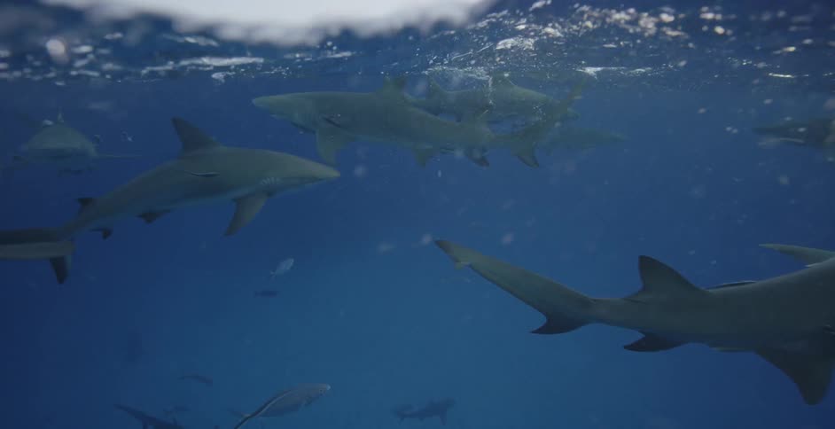Sea creatures swim near the ocean surface