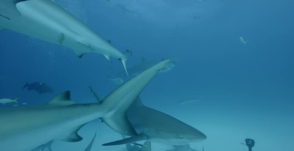 Sharks and fish swim in the ocean