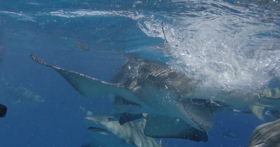 Sharks try to capture bait on the surface