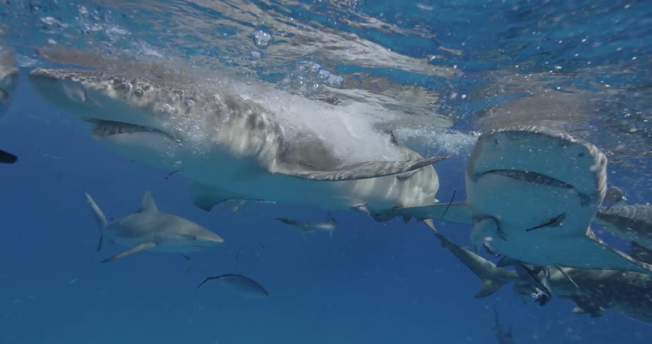 Sharks and fish swim near the surface