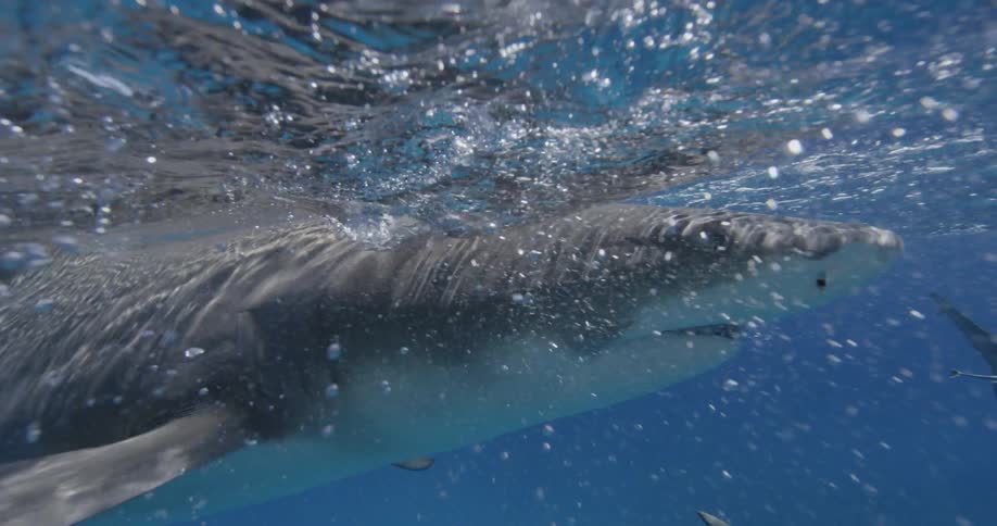 Sharks swim in the ocean