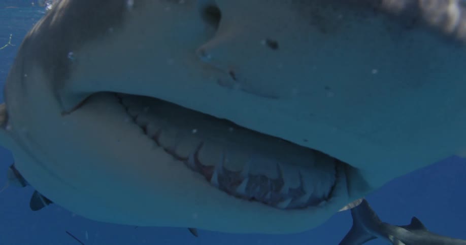 Sharks swim in the ocean