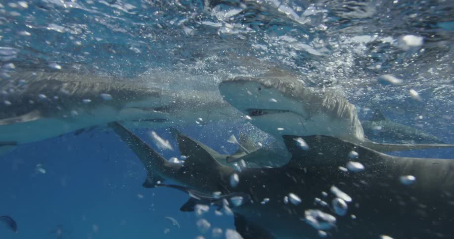Sharks swim just beneath the surface of the ocean
