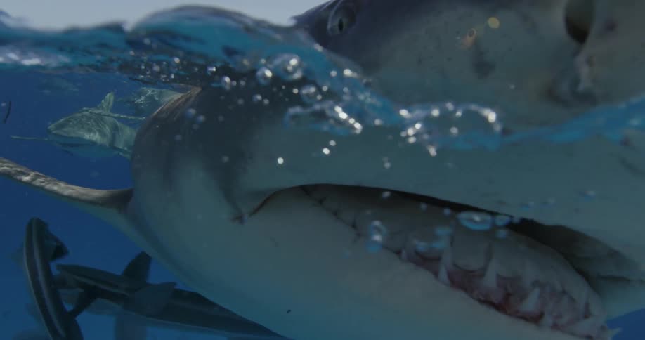 A shark swims at the surface of the ocean