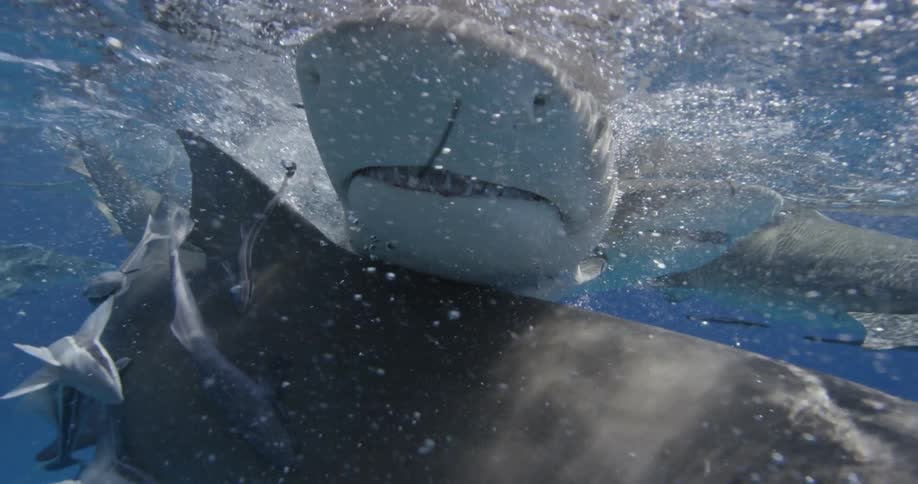 Sharks jostle for position as they swim near the surface of the ocean