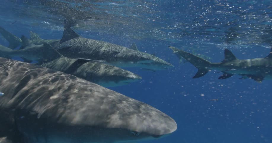A group of sharks is swimming near the ocean surface in daylight