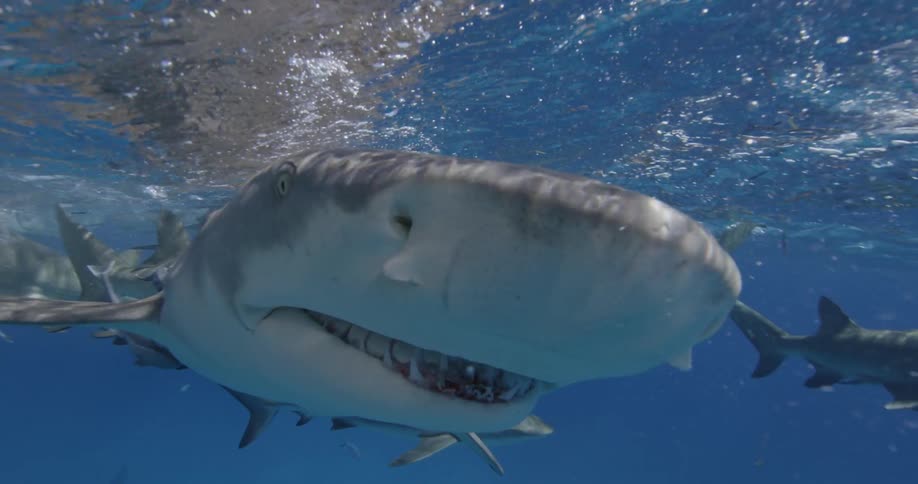 Sharks and fish swim near the surface