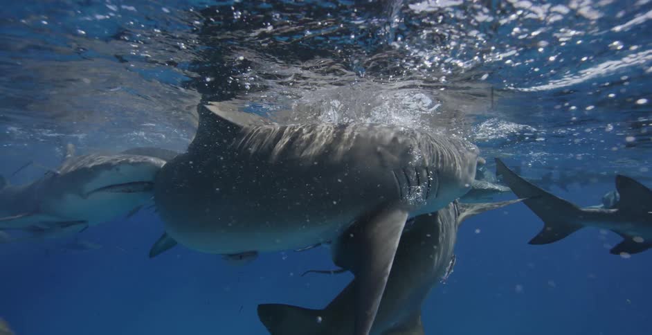 Sharks swimming close to the surface of the water