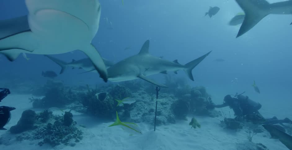 Diver films sea life near the ocean floor