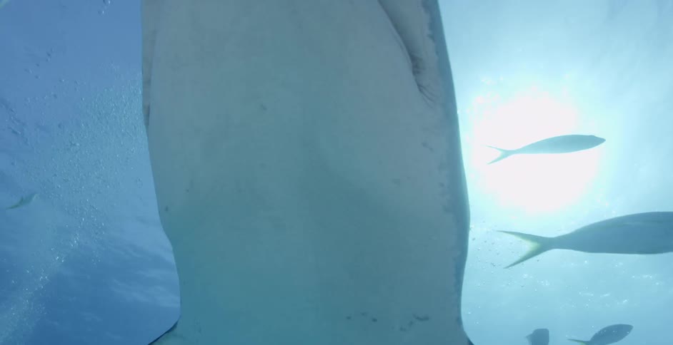Sharks and fish swim in the ocean